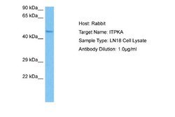 ITPKA Rabbit anti-Human, Polyclonal, Novus Biologicals 0.1ml; Unconjugated:Antibodies,